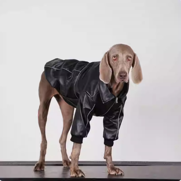 Cazadora Cuero Negra Perro Mediano Grande 🐾