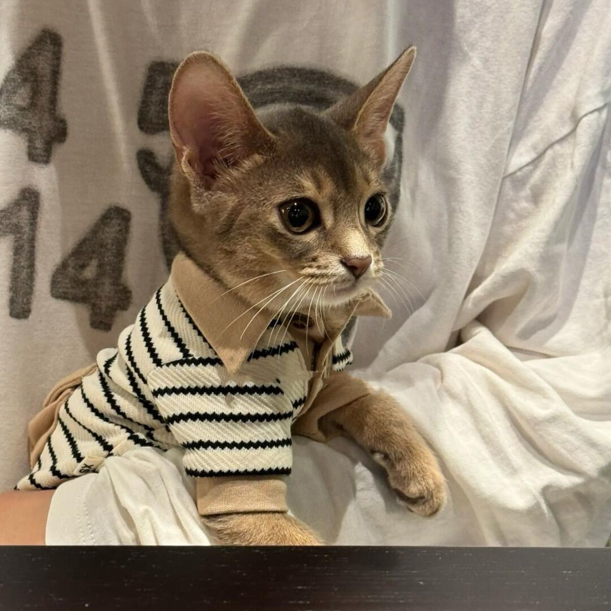 Conjunto Otoño Invierno Gato: Camiseta Algodón + Gorro - Imagen 4