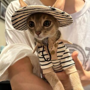 Conjunto Otoño Invierno Gato: Camiseta Algodón + Gorro