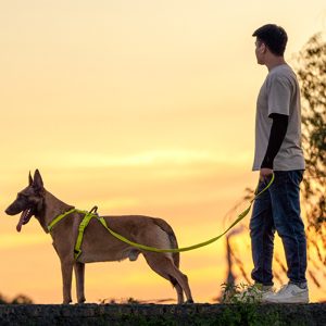 Arnés y Correa para Perros Medianos y Grandes 🐾
