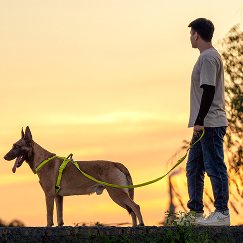 Arnés y Correa para Perros Medianos y Grandes 🐾