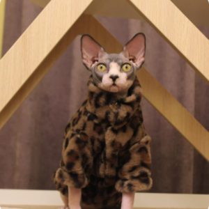 Abrigo Gato Sin Pelo Leopardo Doble Capa Térmica