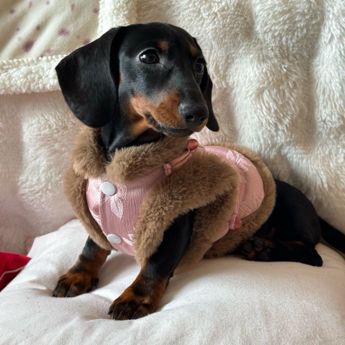 Traje Qipao Chino Otoño Invierno para Mascotas 🐾 - Imagen 5