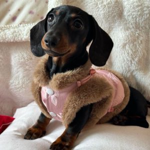 Traje Qipao Chino Otoño Invierno para Mascotas 🐾