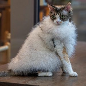 Abrigo de Piel Sintética para Gatos sin Pelo | Calidez