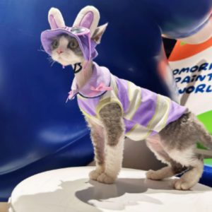 Chaleco Peter Pan Estilo Street para Mascotas