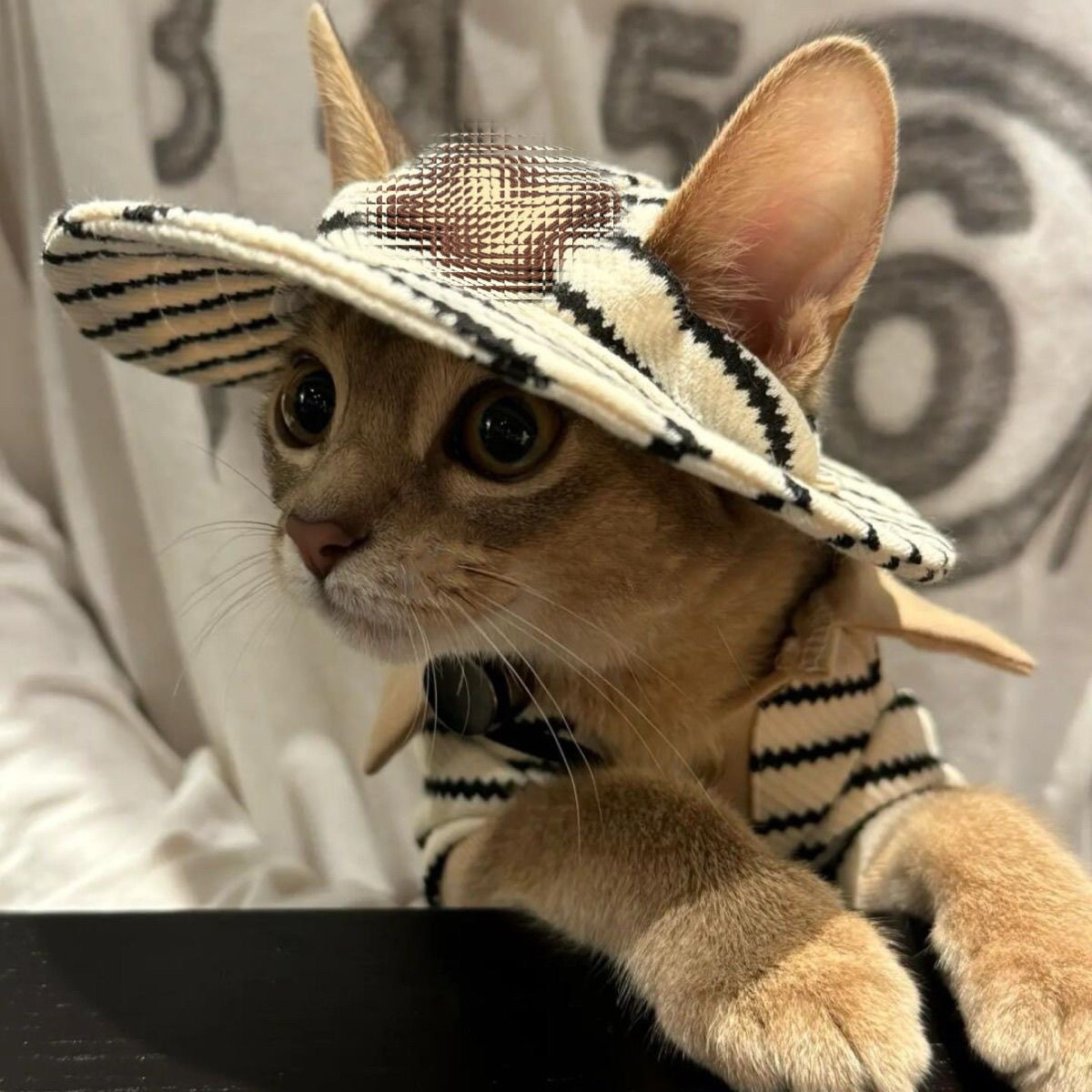 Conjunto Otoño Invierno Gato: Camiseta Algodón + Gorro - Imagen 3