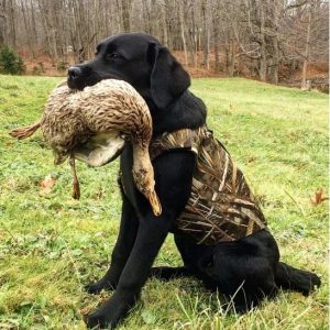 Chaleco Camuflaje para Perros - Protección y Calor 🐾