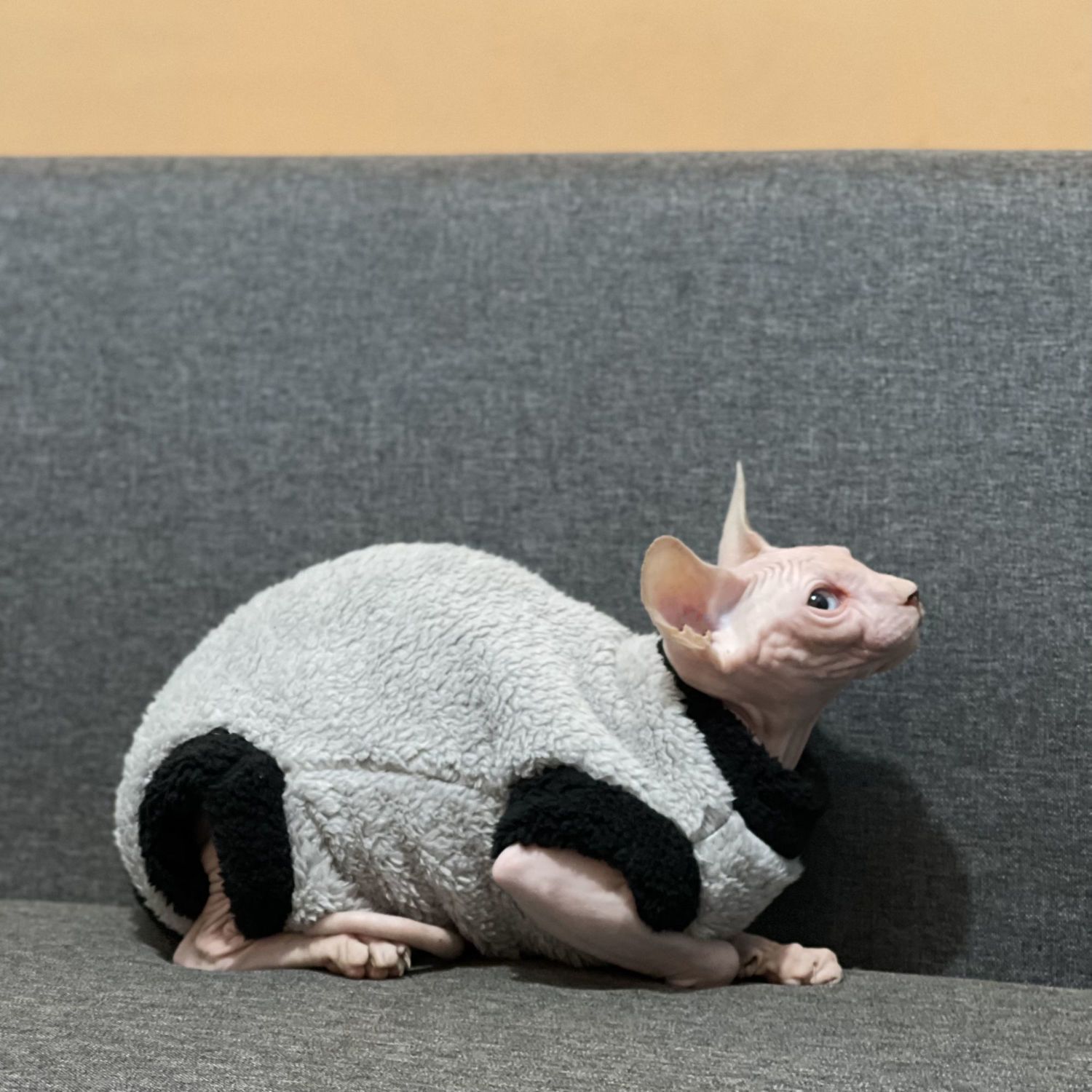 Abrigo Polar Térmico para Gatos sin Pelo - Invierno - Imagen 2