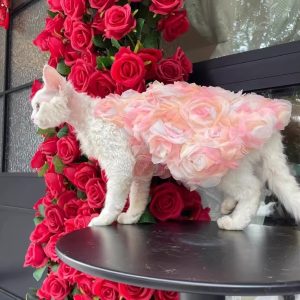 Vestido Princesa Rosa 3D Gatos sin Pelo Doble Capa