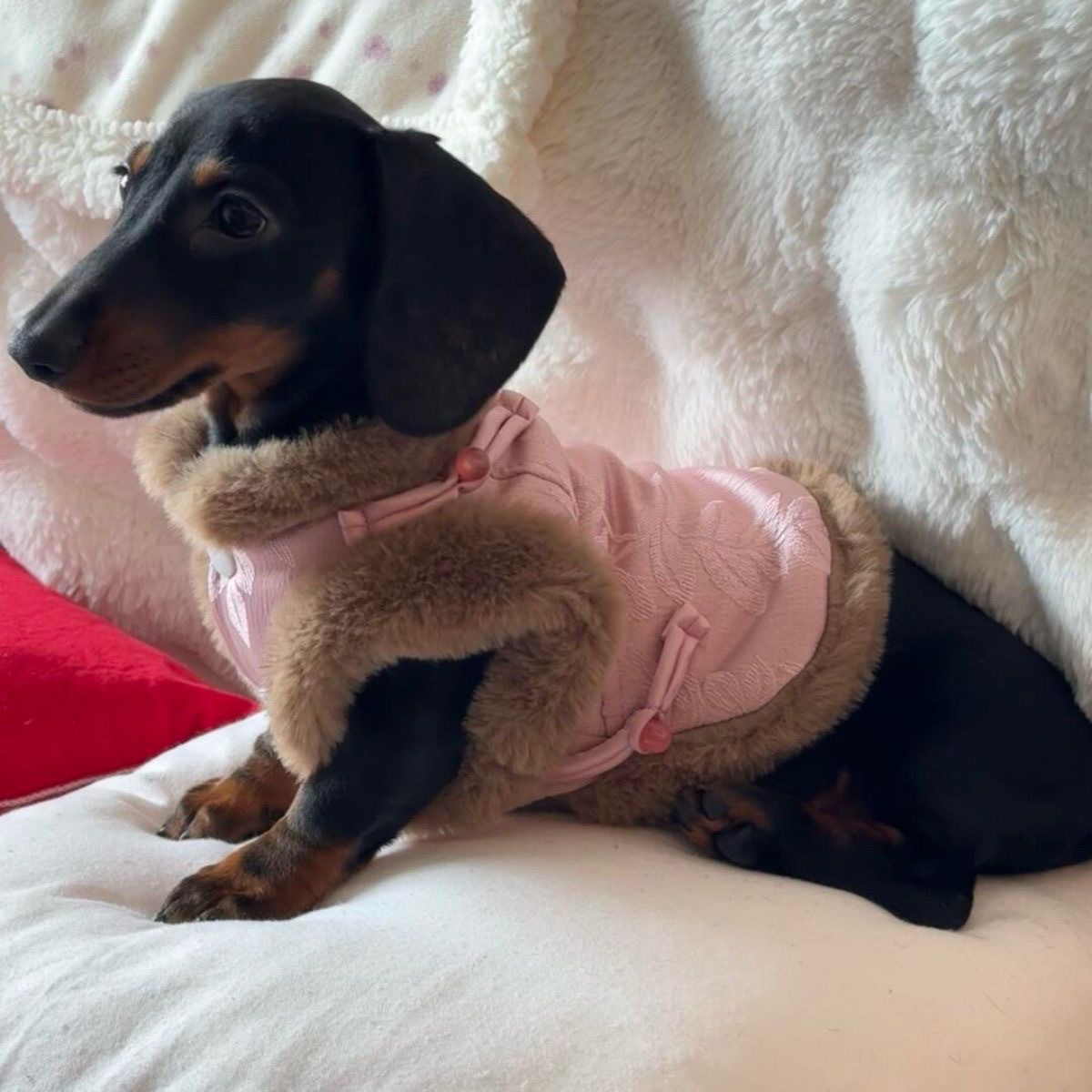 Traje Qipao Chino Otoño Invierno para Mascotas 🐾 - Imagen 3